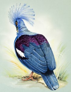 Piccione dalla corona blu (gouache su carta)