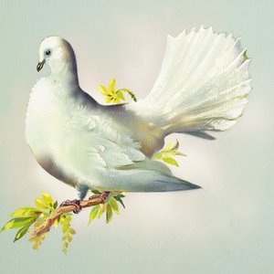 Colomba Fantail (guazzo su carta)