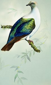 Piccione imperiale (gouache su carta)