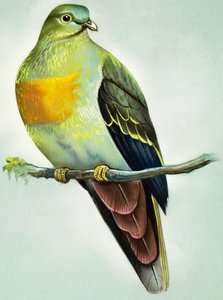 Grande piccione verde (guazzo su carta)