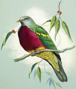Magnifico piccione da frutto (gouache su carta)