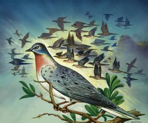 Piccioni viaggiatori