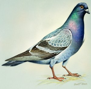 Colomba di roccia (guazzo su carta)