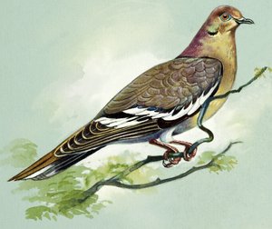 Colomba dalle ali bianche (guazzo su carta)