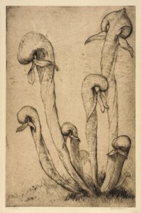 Darlingtonia da Bertha E. Jaques