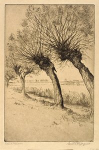 Salici di Pollard, Rijsord, Olanda