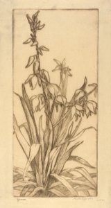 Yucca da Bertha E. Jaques