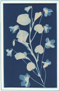 Senza titolo da Bertha Evelyn Jacques