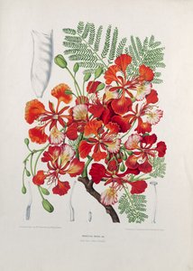 Poinciana Regia, illustrazione da Fleurs, Fruits et Feuillages Choises de la Flore et de la Pomone de l