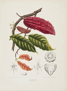 Theobroma, albero di cacao