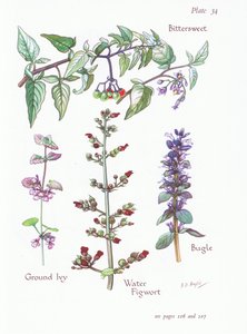 Solano dolceamaro, Edera terrestre, Bugola, Scrofularia acquatica da Bessie D. Inglis