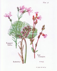 Farfaraccio, Lychnis flos-cuculi, Silene dioica da Bessie D. Inglis