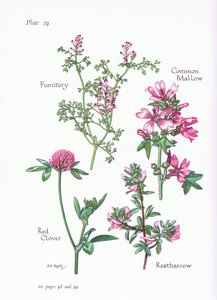 Malva comune, Ononide, Fumaria, Trifoglio rosso da Bessie D. Inglis