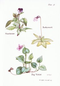 Viola del pensiero, Viola canina, Pinguicola da Bessie D. Inglis