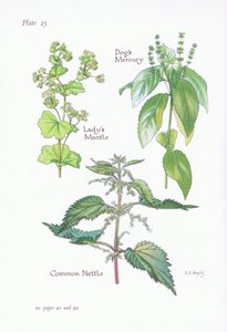 Alchemilla, Mercorella canina, Ortica comune da Bessie D. Inglis