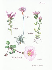 Pedicularis, Armeria marittima, Centaurea, Convolvolo marino