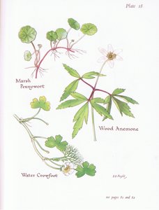 Centella, Anemone dei boschi, Ranuncolo acquatico