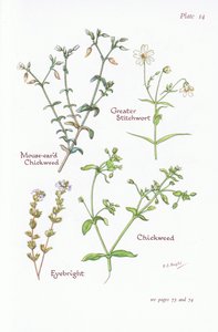 Cerastio comune, Stellaria holostea, Stellaria media, Euphrasia