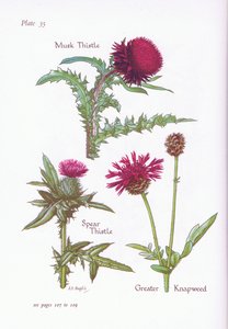Cardo muschiato, Cardo lanceolato, Centaurea maggiore