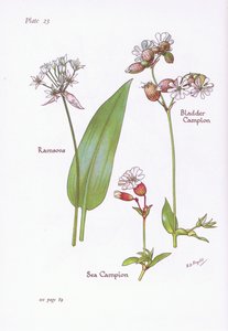 Aglio orsino, Silene gonfiata, Silene marittima da Bessie D. Inglis