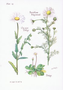 Camomilla inodore, Margherita, Margherita maggiore