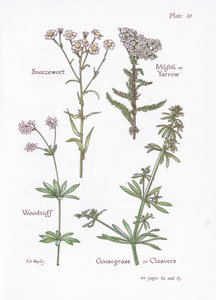 Achillea ptarmica, Millefoglio, Asperula