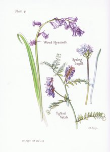 Scilla di primavera, Giacinto dei boschi, Veccia cespugliosa da Bessie D. Inglis