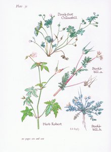 Geranio becco di cicogna, Geranio piede di colombo, Geranio robertiano da Bessie D. Inglis