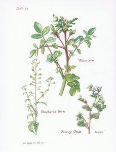Nasturzio, Borsa del pastore, Cochlearia da Bessie D. Inglis