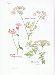 Cerfoglio selvatico, Cicuta, Torilis