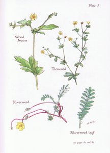 Geum urbanum, Tormentilla, Potentilla anserina, 1951 da Bessie D. Inglis