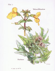 Mimolo giallo, Giusquiamo, 1951 da Bessie D. Inglis