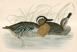 Alzavola Marmorizzata