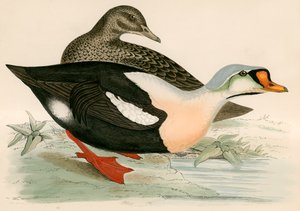 Re Anatra da Beverley R. Morris