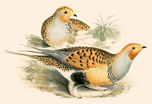 Gallina prataiola