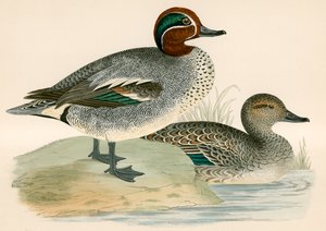 Alzavola da Beverley R. Morris