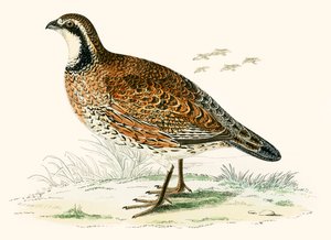 Pernice della Virginia