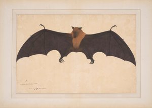 Un grande pipistrello della frutta indiano o volpe volante (Ptreopus Giganteus) da Bhawani Das