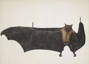 Grande pipistrello della frutta indiano da Bhawani Das