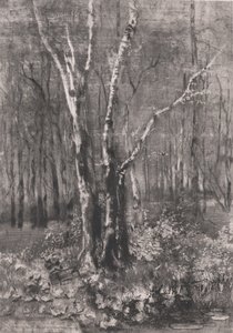 Boschi nel parco vicino a Monza, 1895 da Bianchi Mose