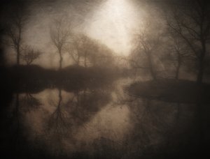 Riflesso nella foresta nebbiosa da Bill Eiffert