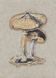Fungo ombrello disegnato a mano, marrone da Biodiversity Heritage Library.