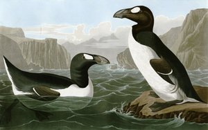 Grande Auk da Bird Artist of America. John James Audubon