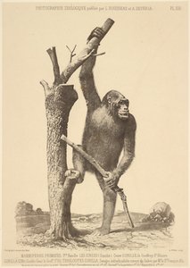 [Gorilla] da Bisson Frères