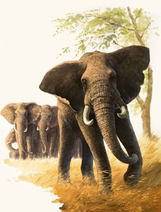 Toro elefante che fa la guardia a femmine e piccoli