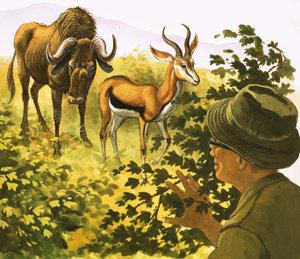 Uomo che scruta attraverso i cespugli uno gnu e un