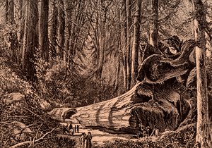 Albero Mammut 