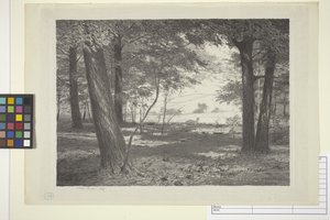 Bordo del bosco