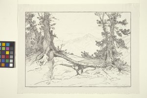 Pini della Sierra da Bolton Coit Brown