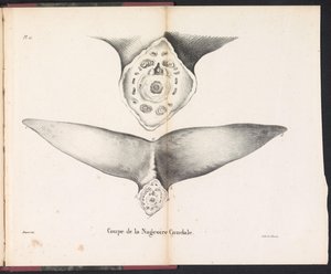 Sezione della pinna caudale della balena